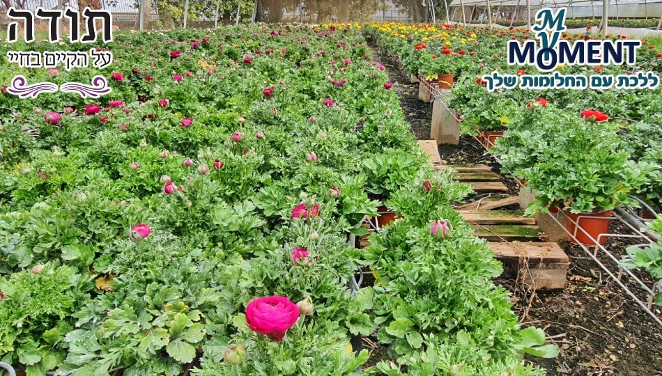 סדנה מיוחדת עם גינת רוגל