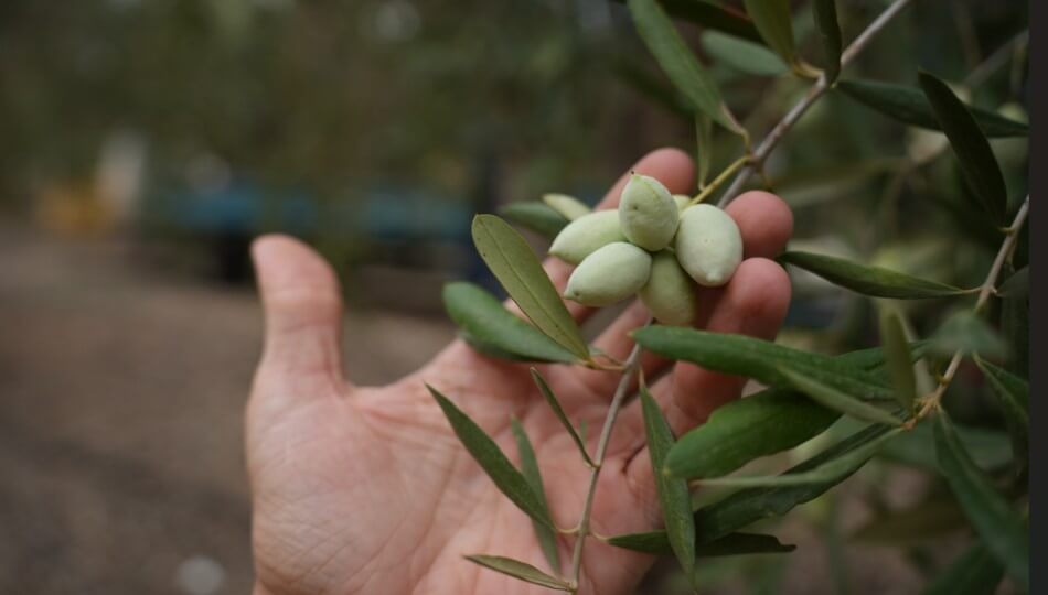 כרם אחינועם