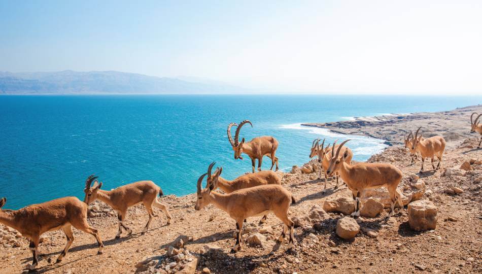 מלון עין גדי