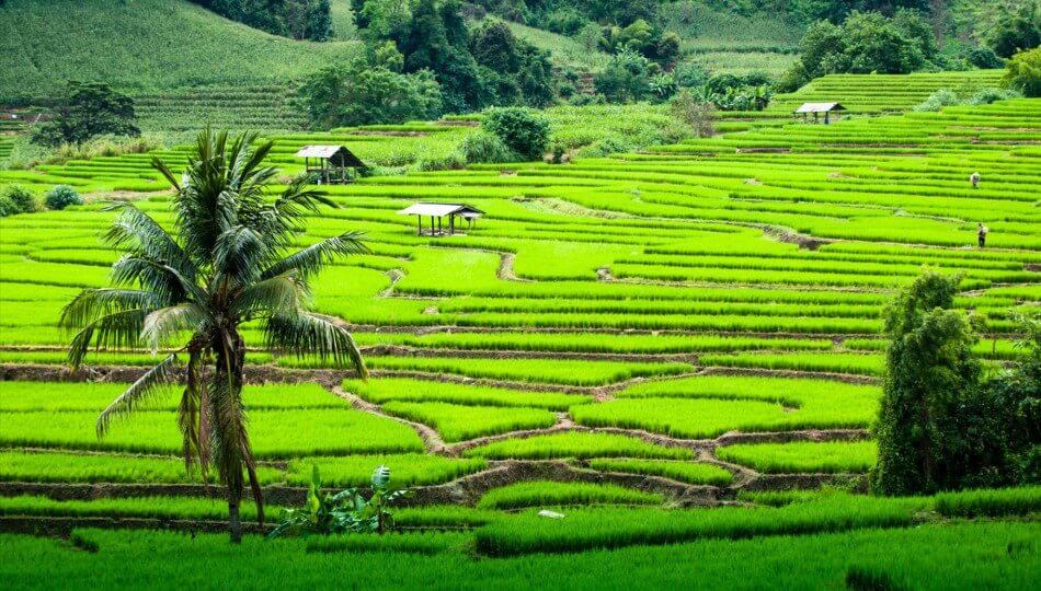 PEGASUS - טיול מאורגן לתאילנד