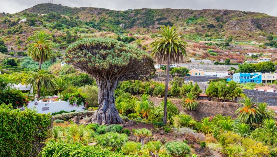 PEGASUS - טיול מאורגן לטנריף