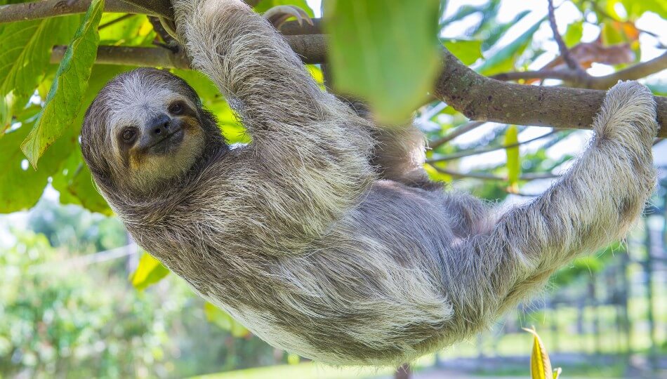 PEGASUS - קובה, קוסטה ריקה ופנמה