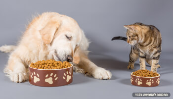 מרכז וטרינרי - Vet Yam