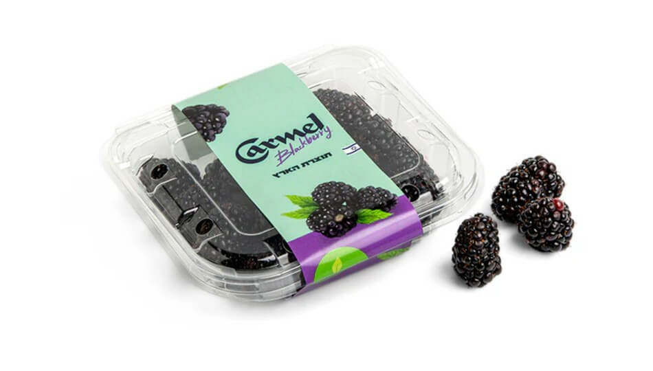 אוכמניות כרמל