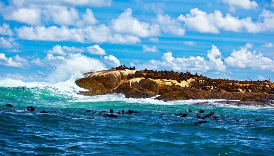 PEGASUS - ספארי בדרום אפריקה