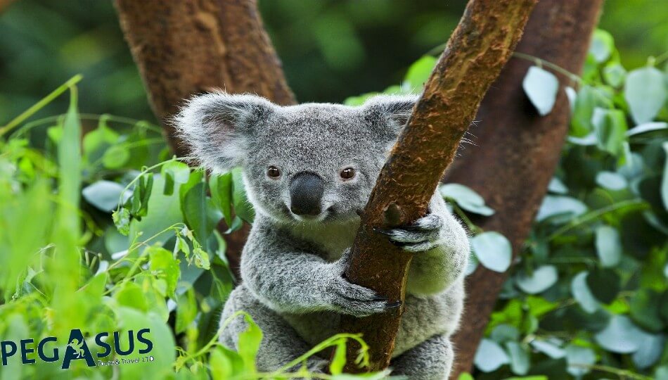 PEGASUS - טיול מאורגן לניו זילנד ואוסטרליה