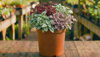 משתלה אונליין