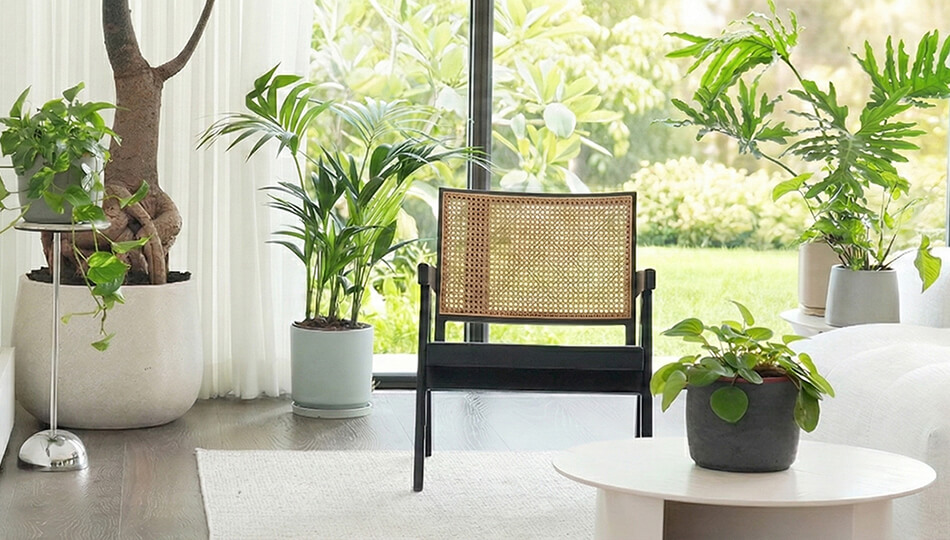 18% הנחה ב-Plant it