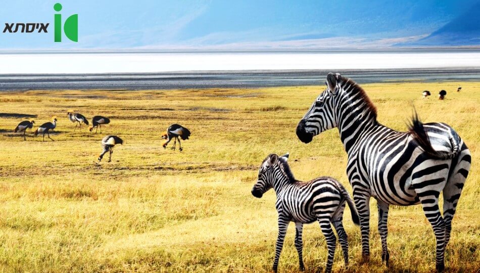 טיול מאורגן למשפחות בסאפרי באפריקה