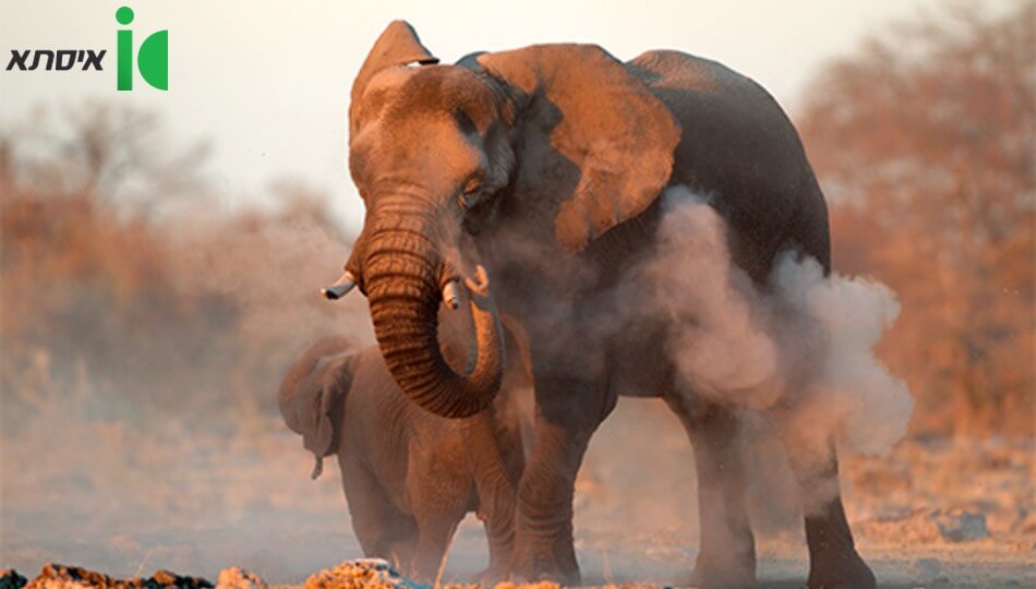 טיול מאורגן למשפחות בסאפרי באפריקה