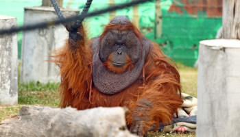 כרטיס לחי פארק בק. מוצקין