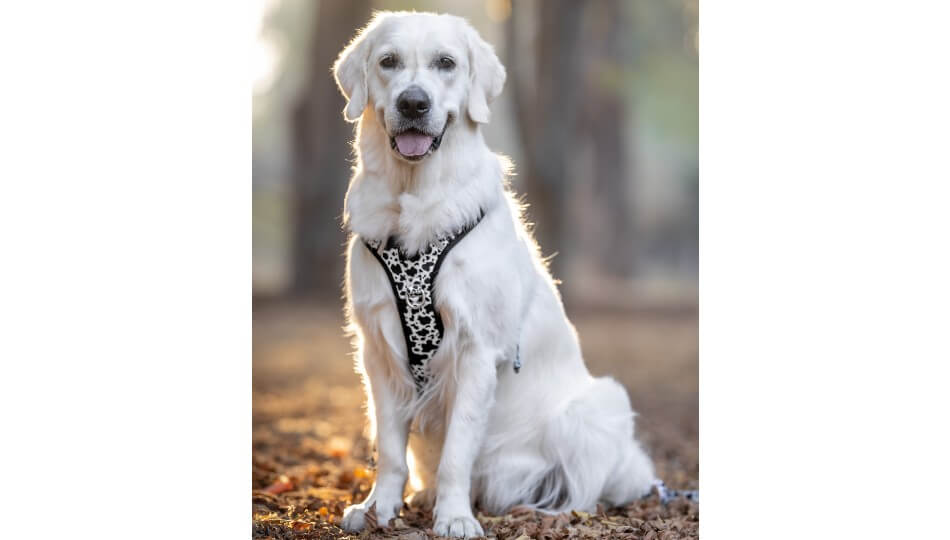 FURRYTAIL