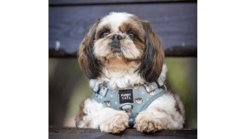 FURRYTAIL