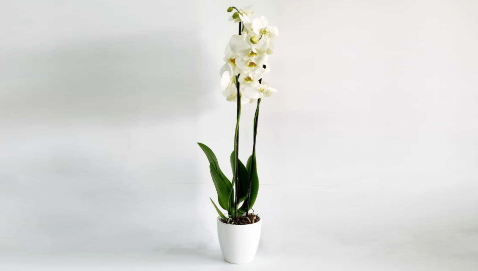FLORA BLOOM